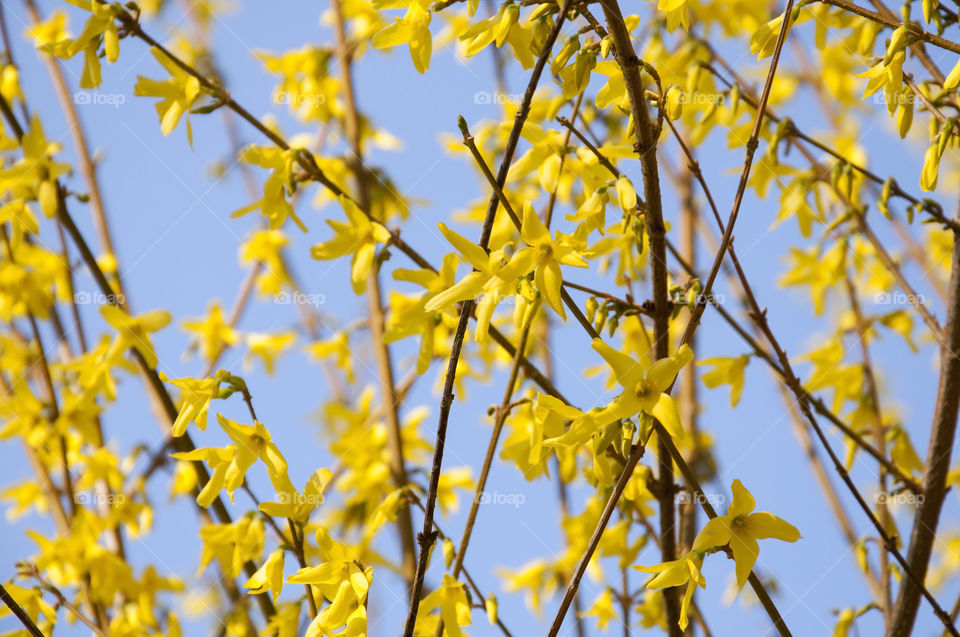 yellow tree with sky in background