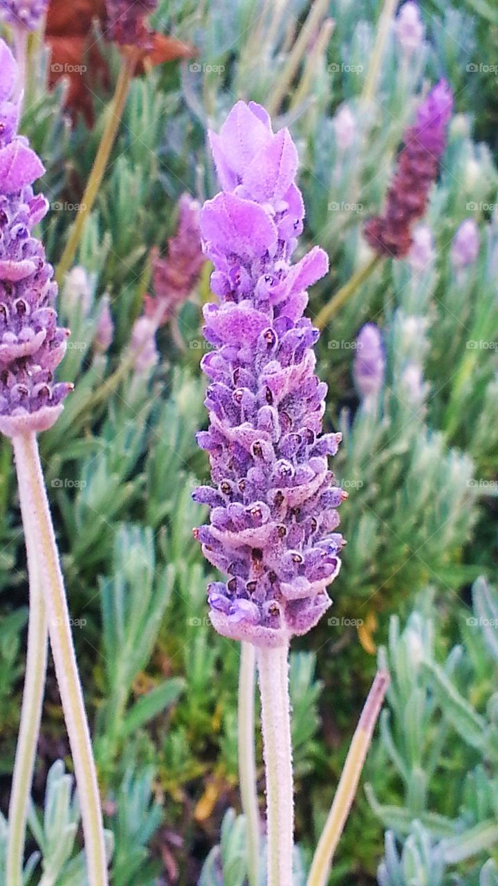 Lavender plant