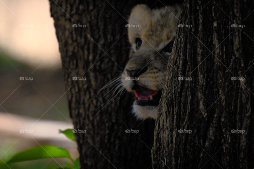 Lion cub between trees