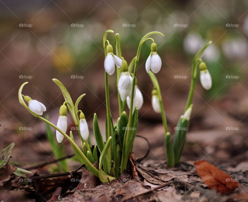 Spring snowdrops