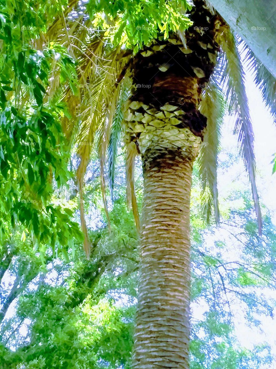Bazaar Palm Tree