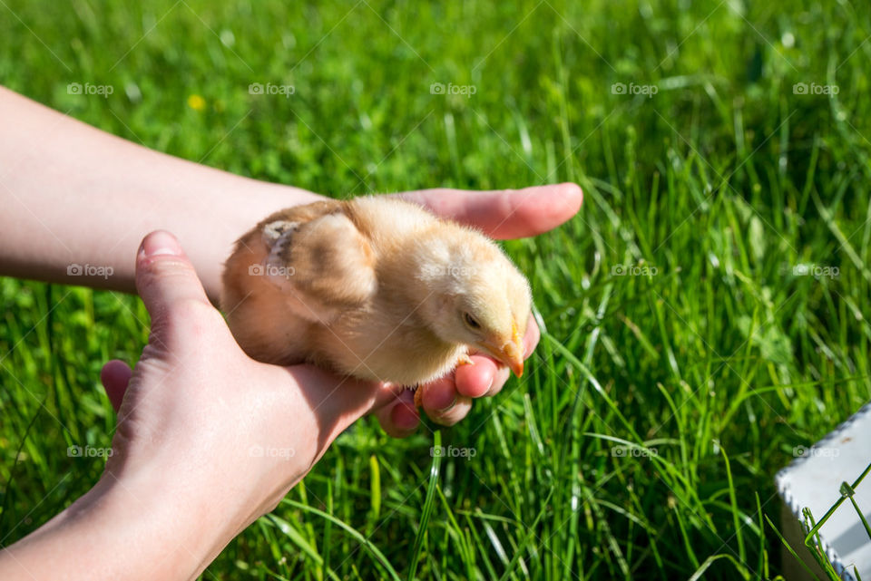 New born chicken in palms