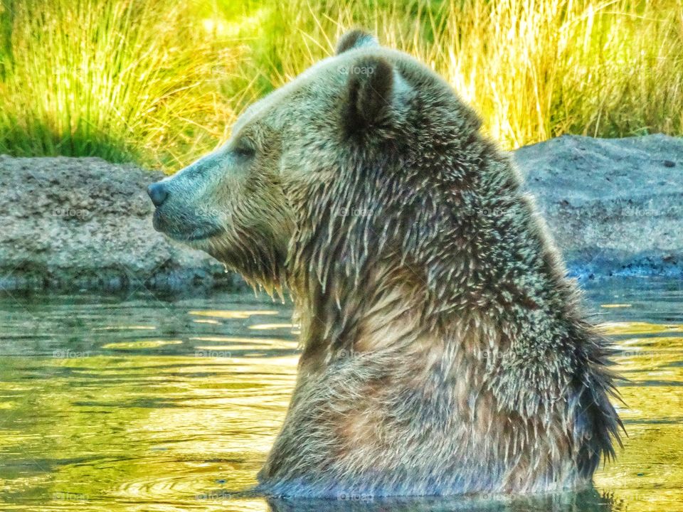 Bear During The Golden Hour. Grizzly Bear In A Mountain Stream Just Before Sunset
