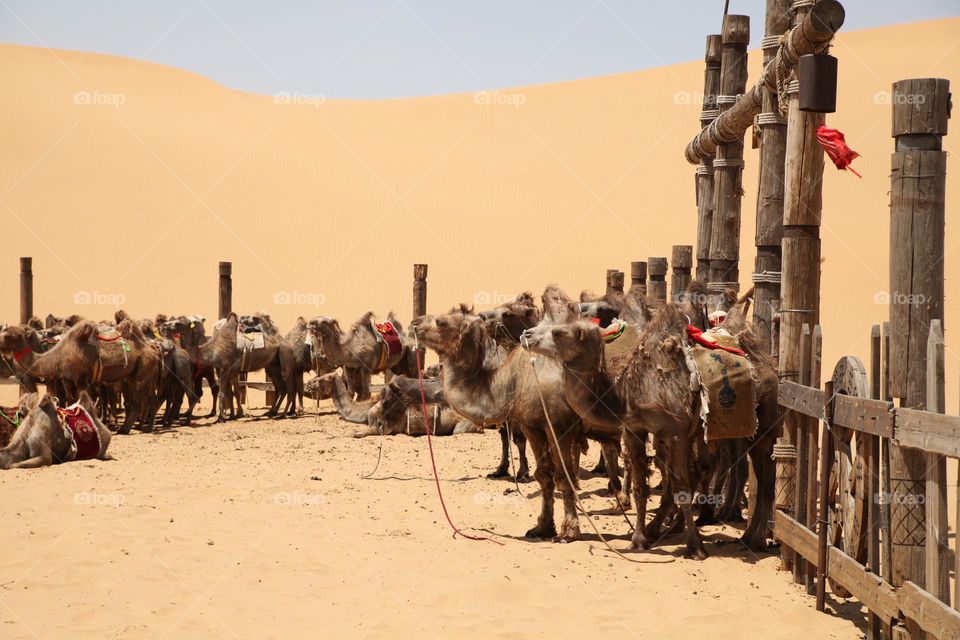 Camels