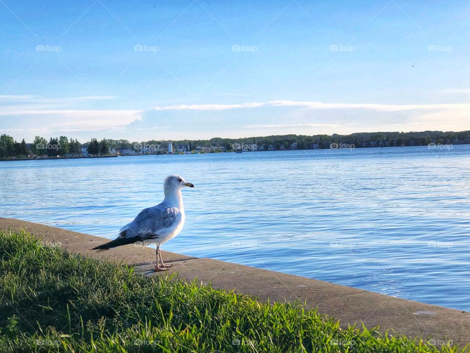 Seagull sitting on edge of lake on a sunny day. Water is calm and grass is green. Only a bird. 