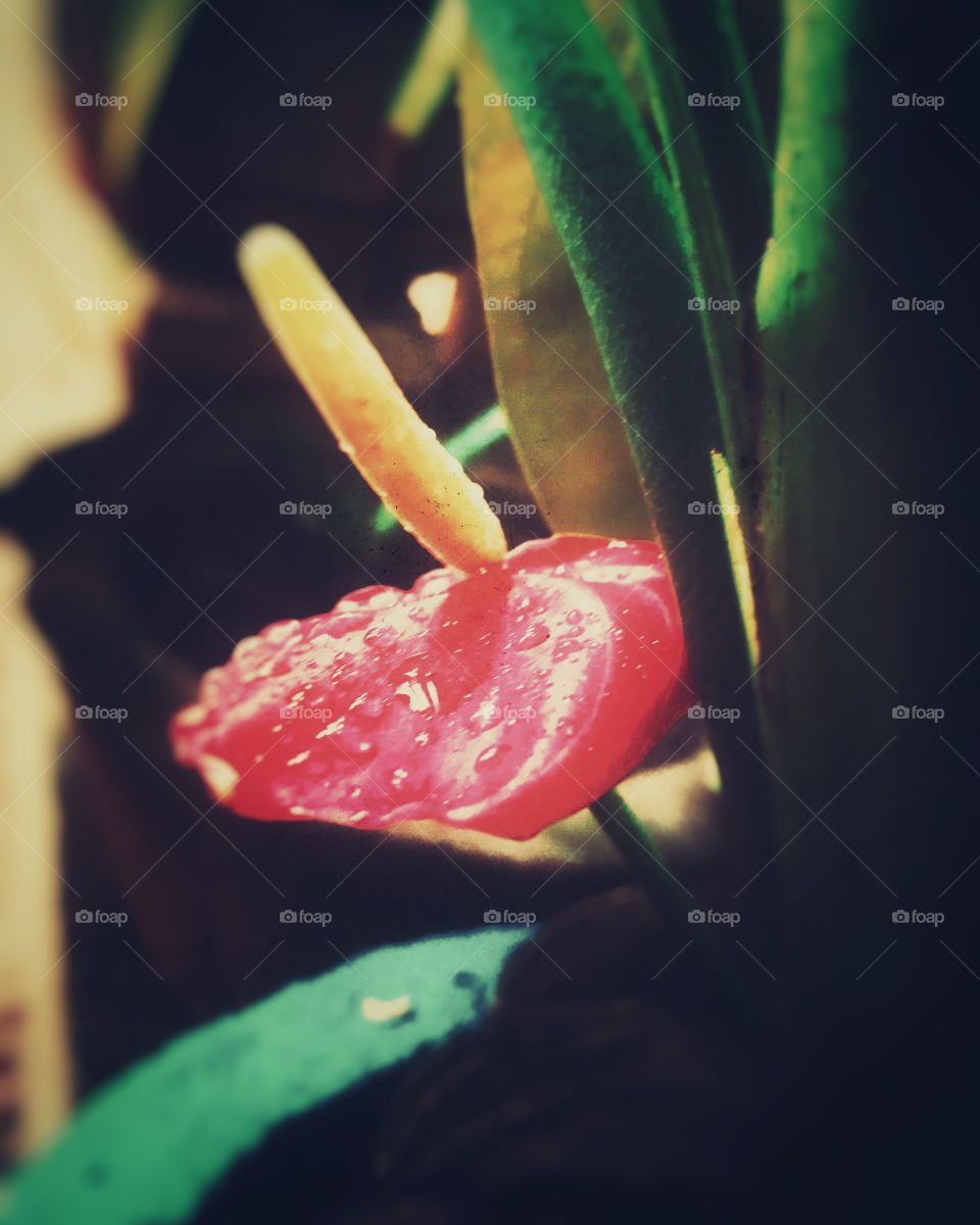 red anthuriyam flower