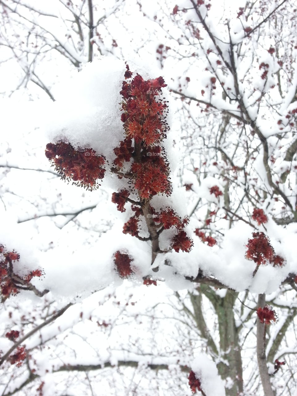 Late Spring Snowfall