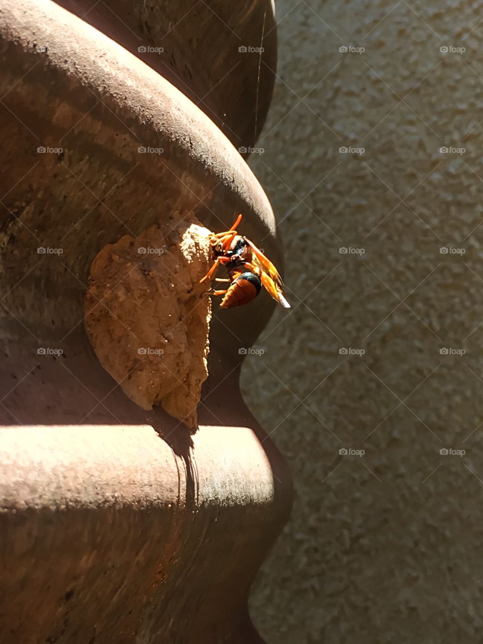 Mud dauber wasp on nest closeup south Australia 