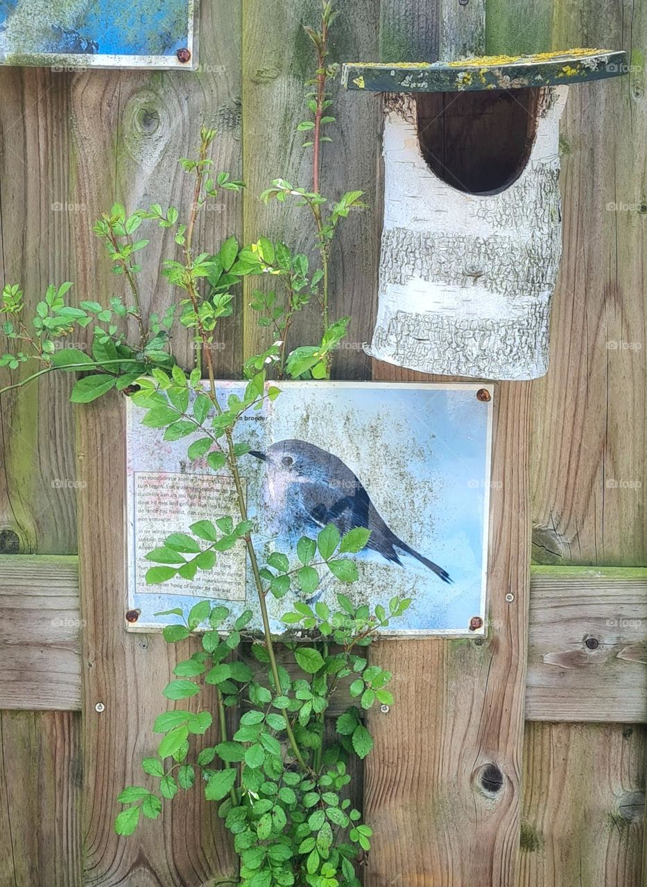 The plants grow to the little bird