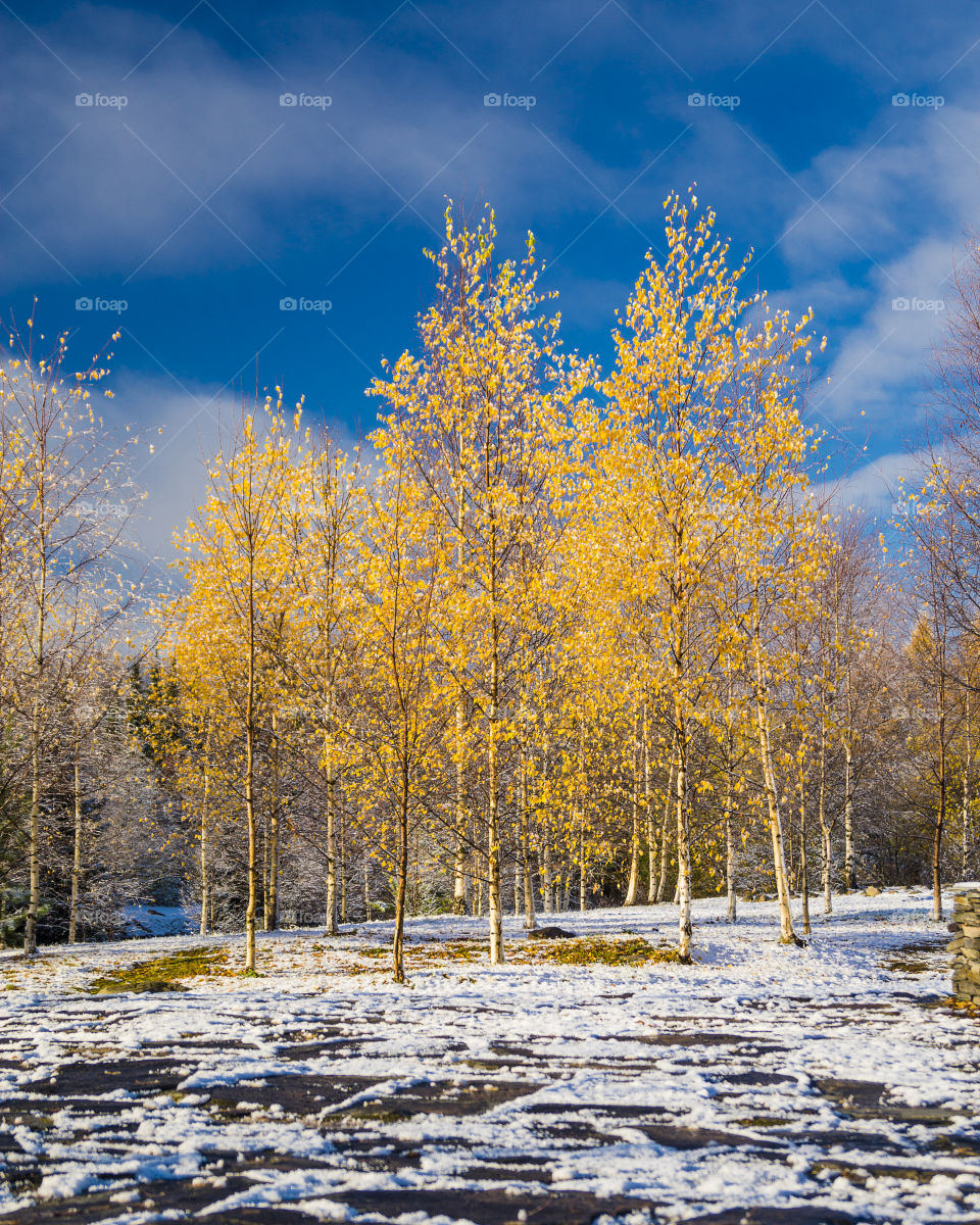 Yellow trees in the snow ❄️🌨️