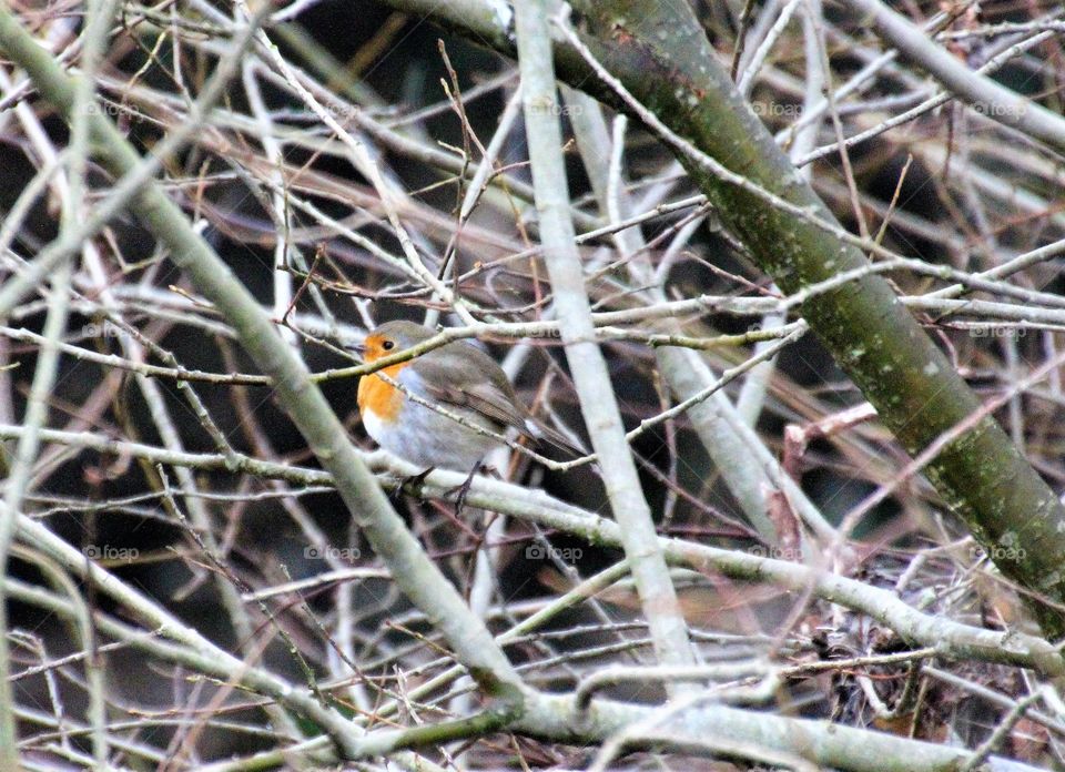 Robin bird perching on twig