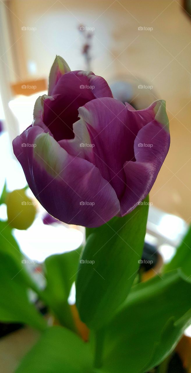 tulip