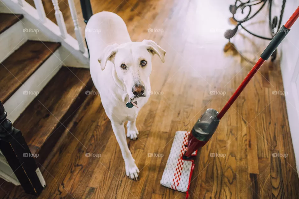 O cedar mop