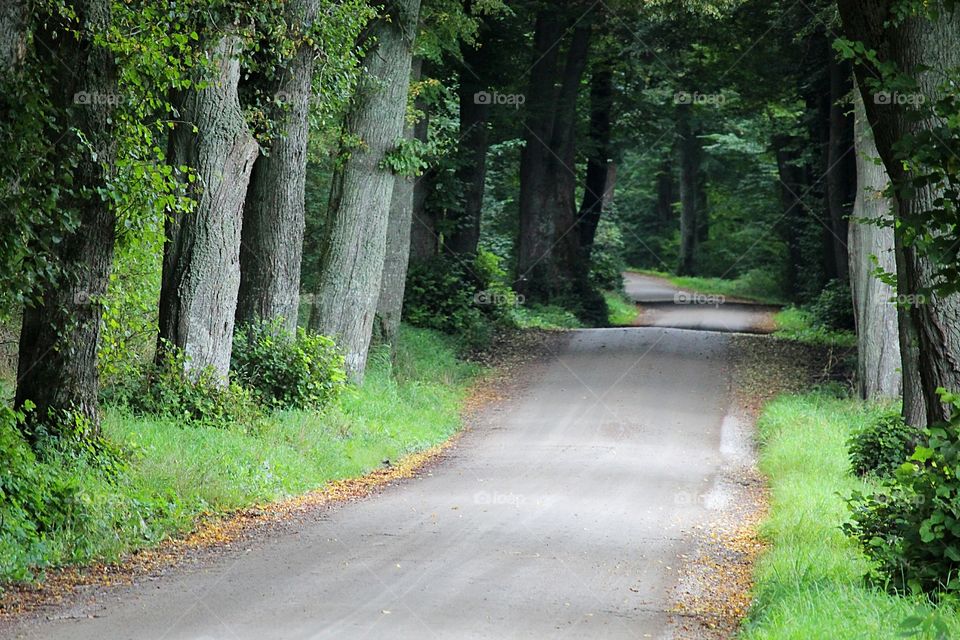 Wood.Road.