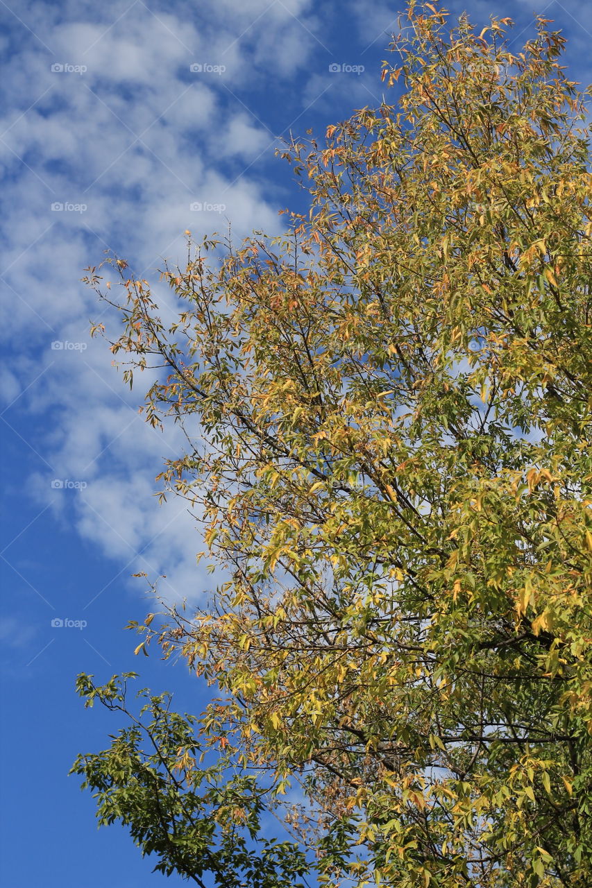 Blue skies