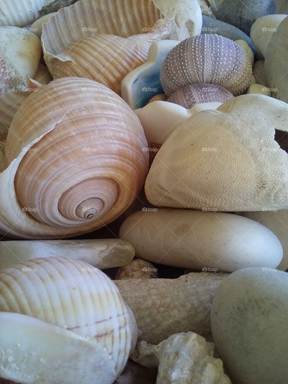 Sea Shells and Pebbles