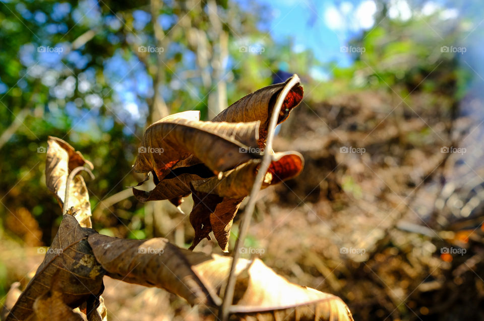 Dry leaves fallen in autumn