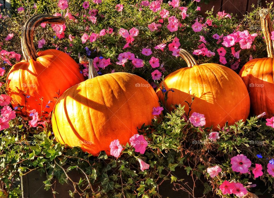 Orange Pumpkins In A Bed Of Pink Flowers