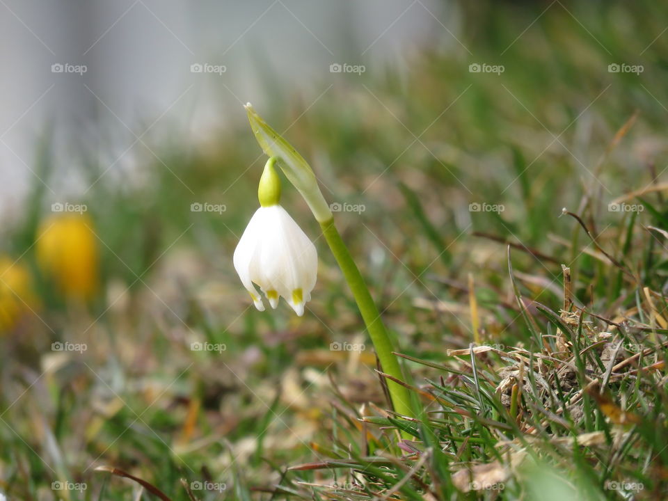 snowdrop spring outdoor grass blur