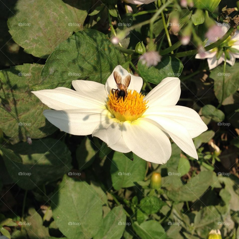 HD white flower