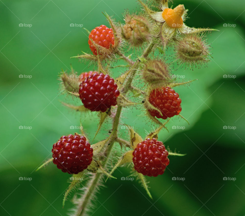 Raspberries in summer