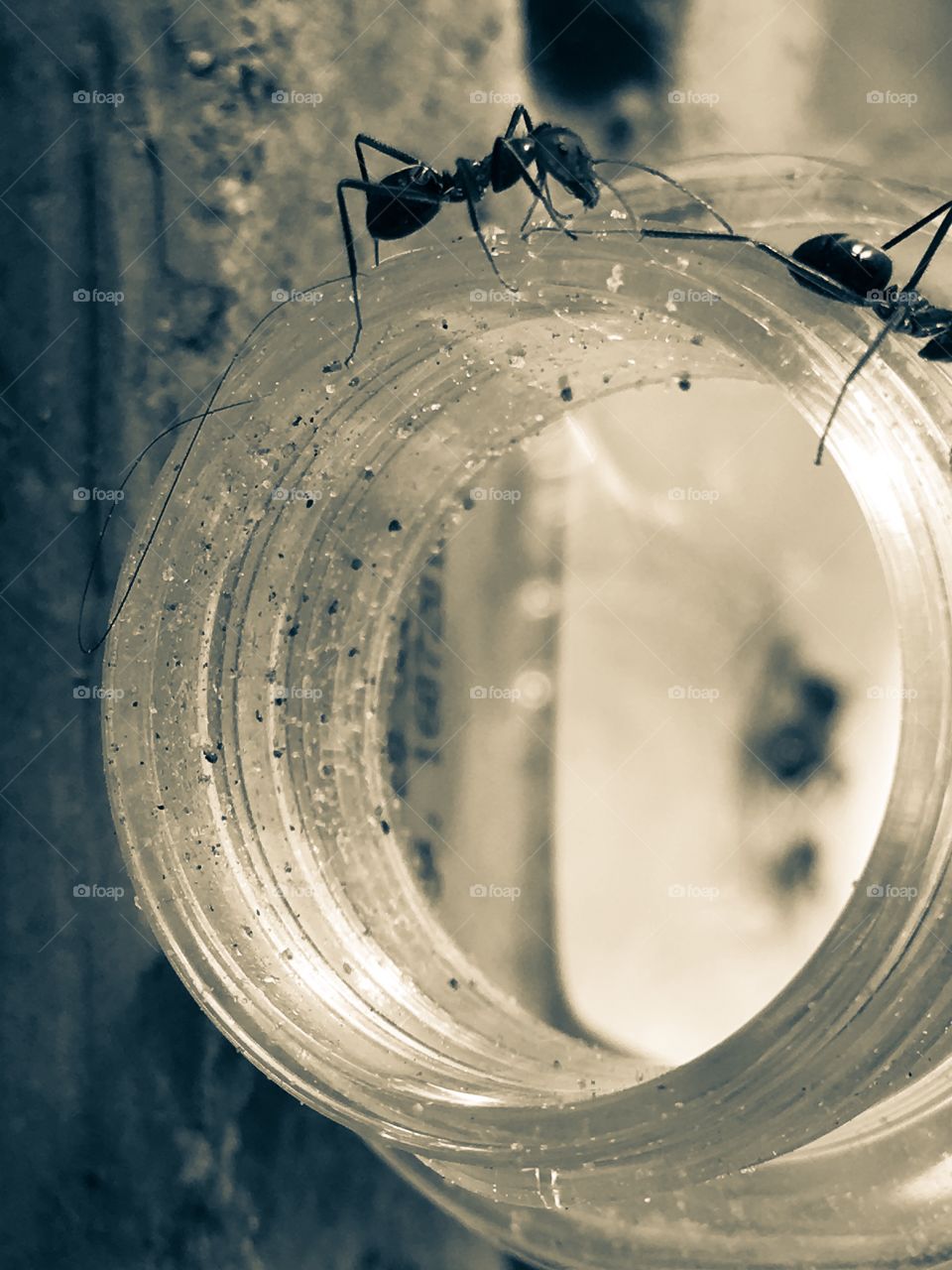 Two ants on outer rim of glass jar, blurred view of dead ants at bottom
Of jar 