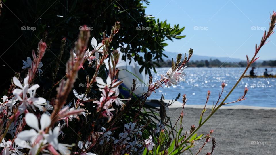 Gaura flower growing near a lake