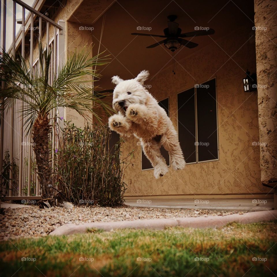 Jumping for joy