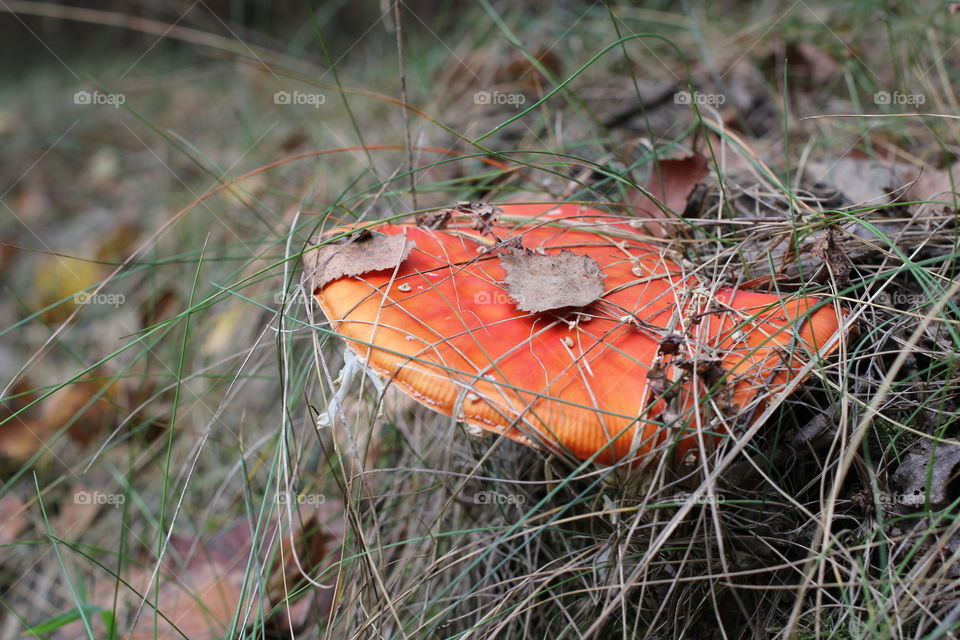 Forest, nature, mushrooms, trees, landscape