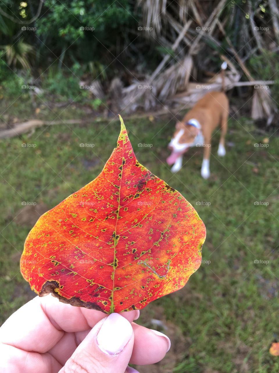 Red and orange leaf with a rescue dog in the background 