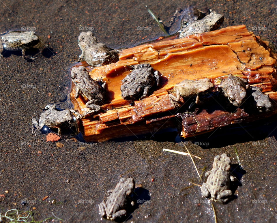 A fresh batch of frogs find their way to a lake shore. 