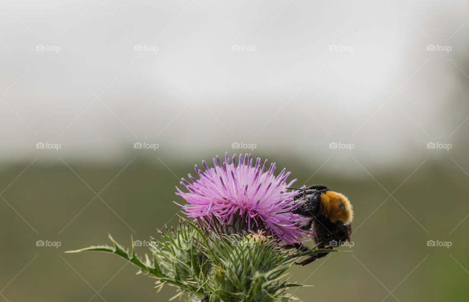 bumblebee pollinating cactus flower