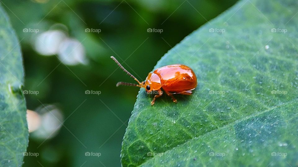 Orange Bug - vegetation eating bug