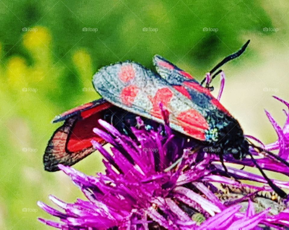 Schmetterling Falter auf Blume