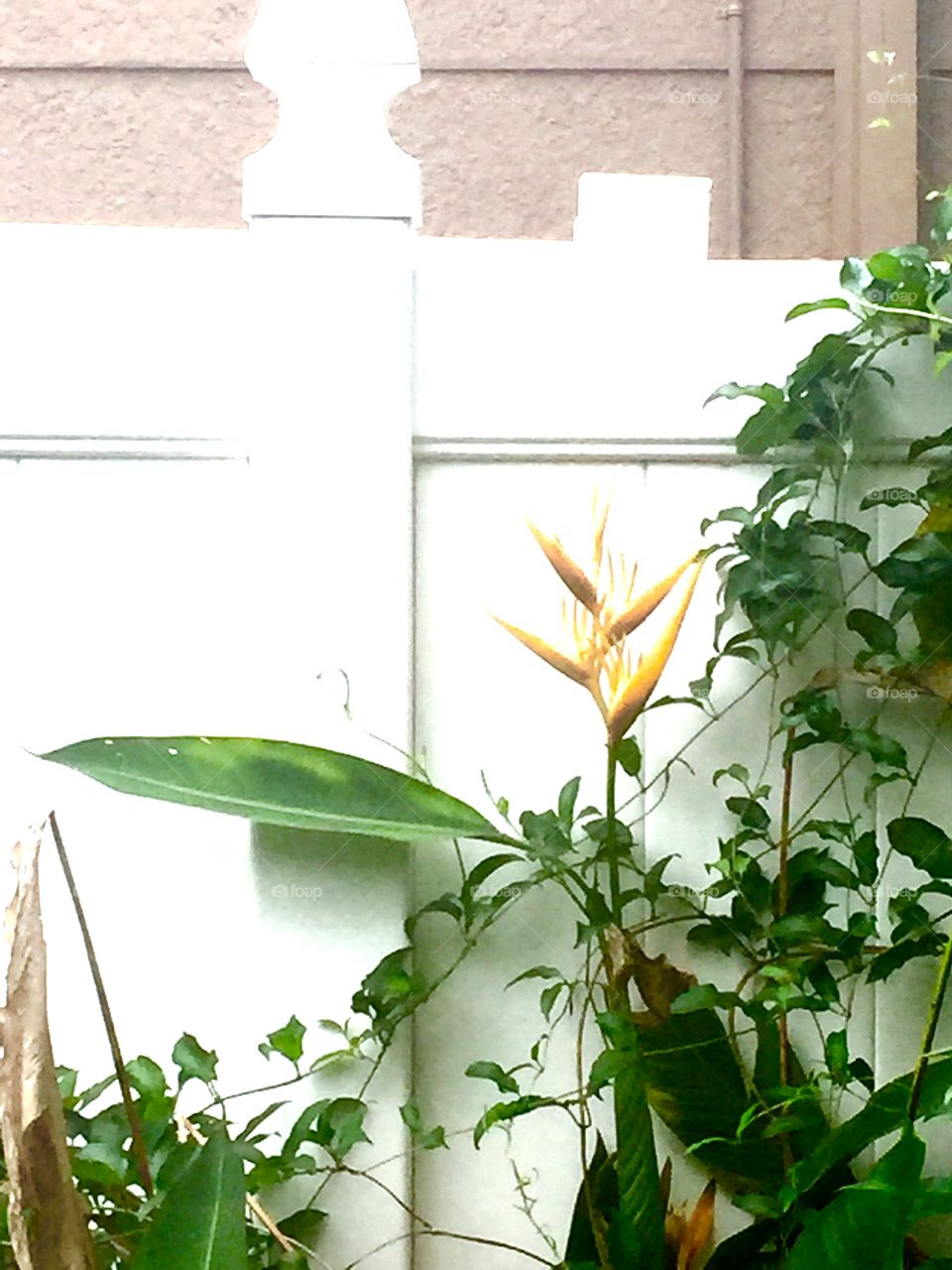 Bloom. A flower blooming in front of a fence