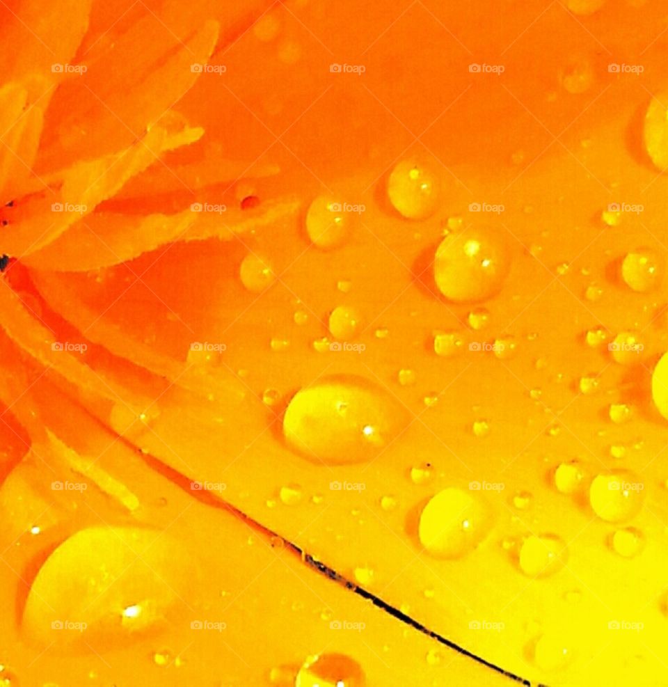 water drops on a petal