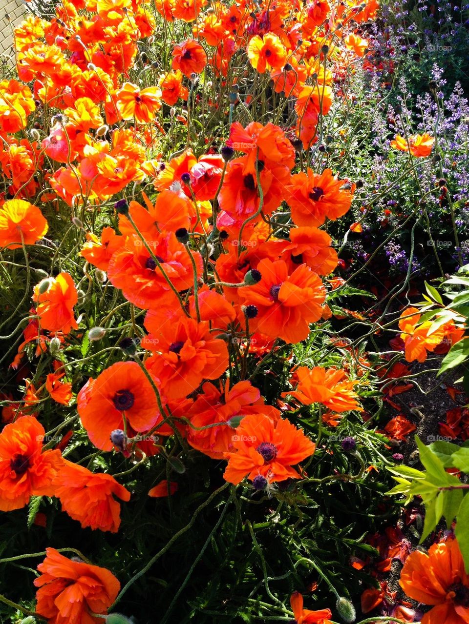 orange poppies