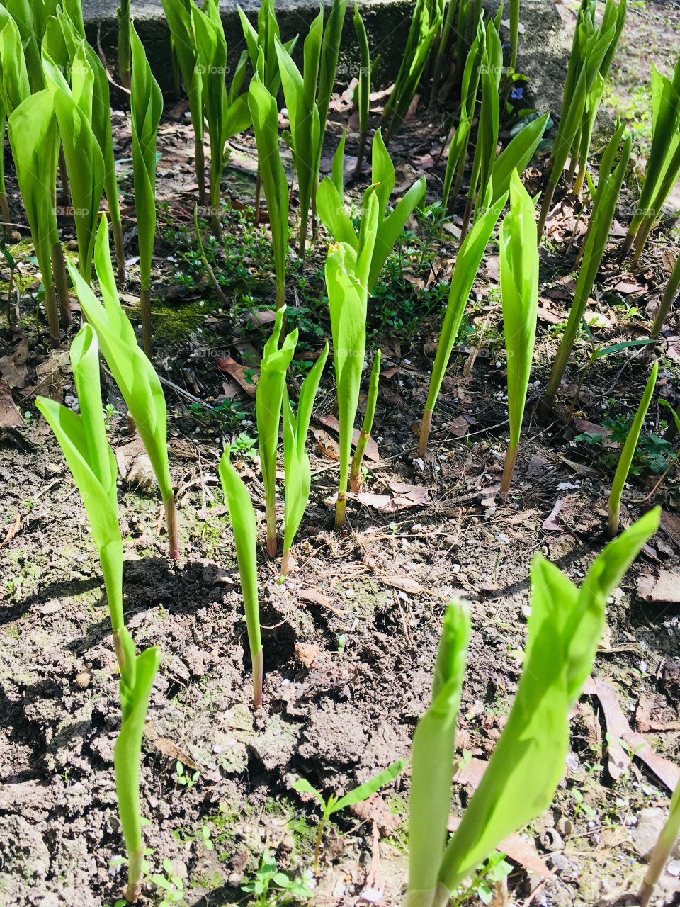 Green plants 