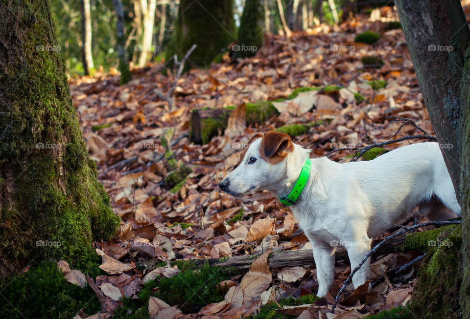 A white Jack Russell dog amidst the fallen autumn leaves in the wood