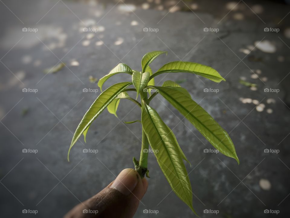 mango tree