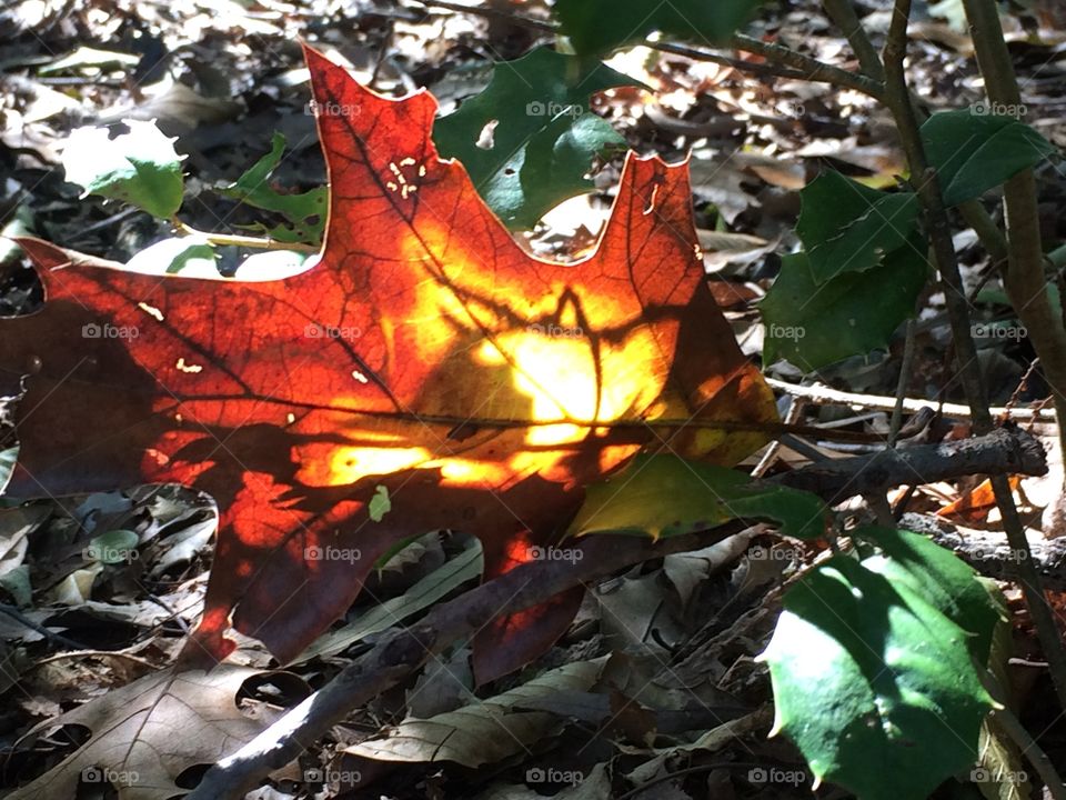 Leaf With Sunlight shining through