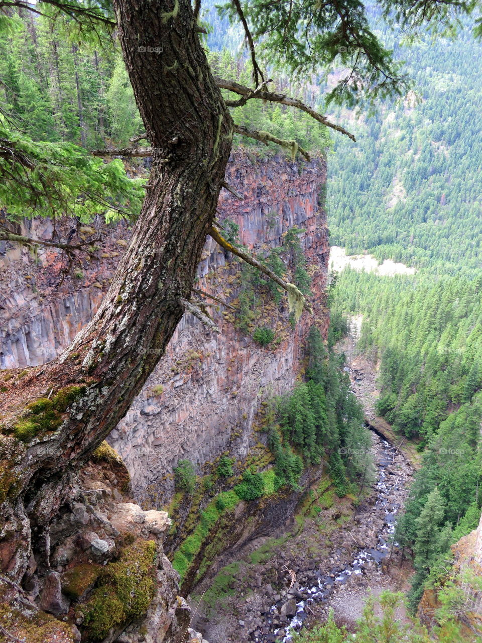 protruding conifer trunk  on the forest and the river