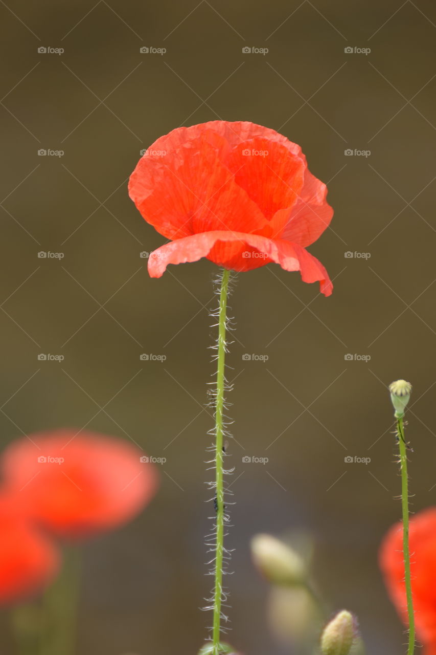 red poppy