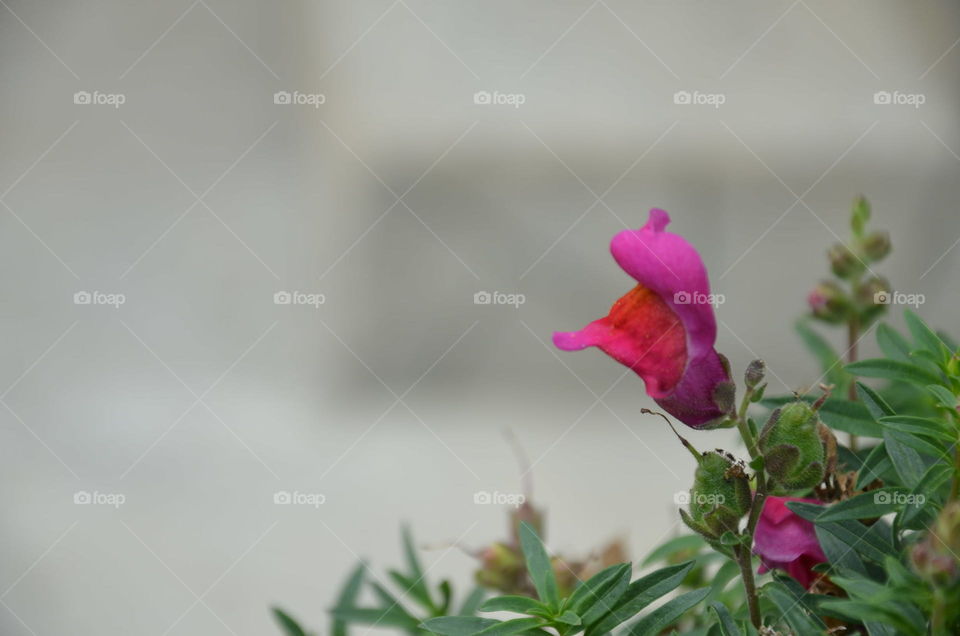 snapdragon