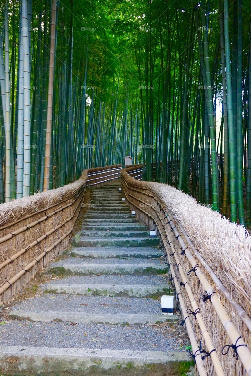 Steps in bamboo forest