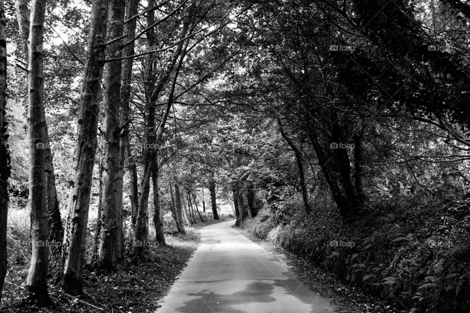 The trees pathway. Tall, old trees kissing eachother, leaving a path between them edited in monochrome