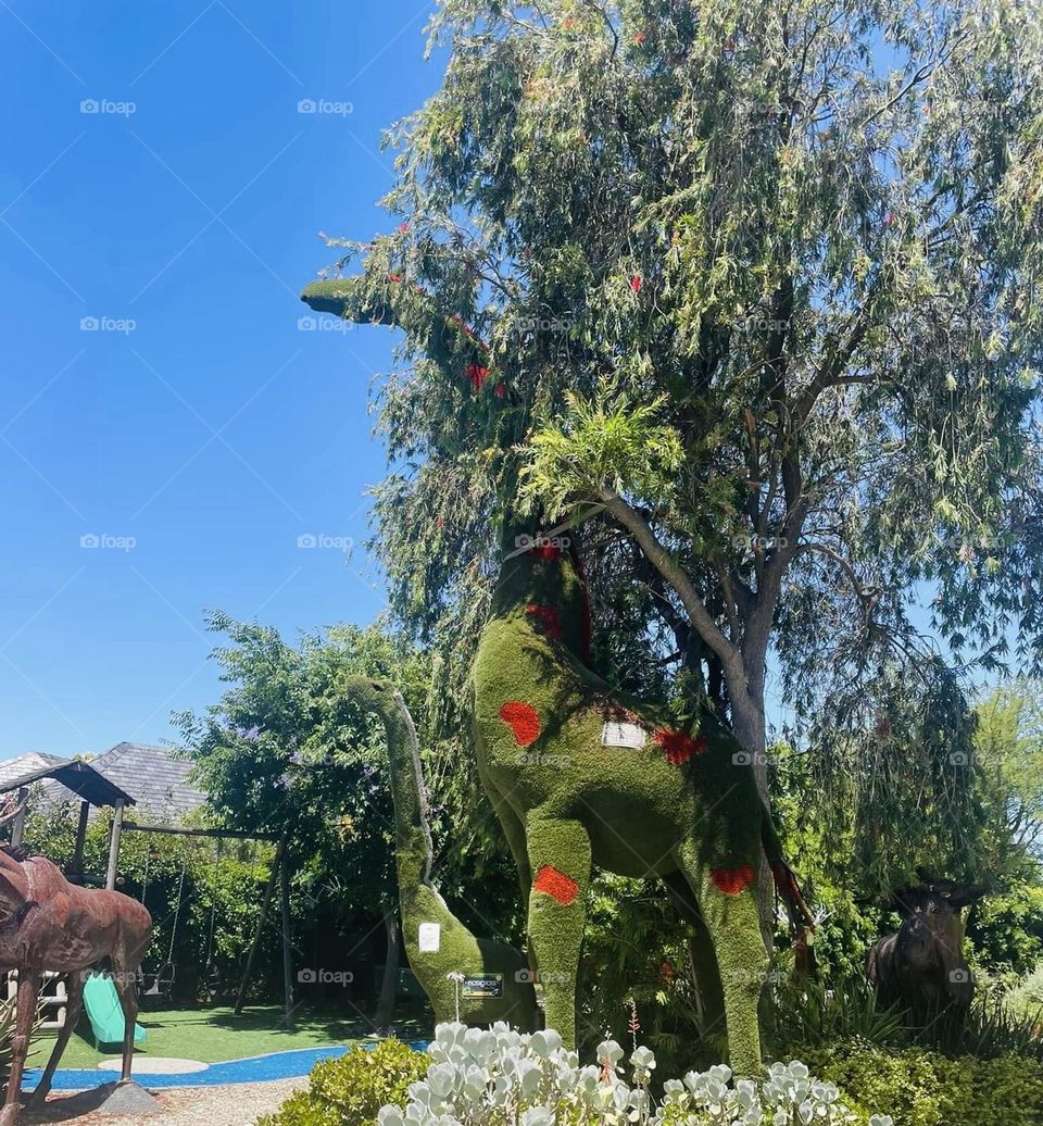 Grassy Giraffe standing tall. 