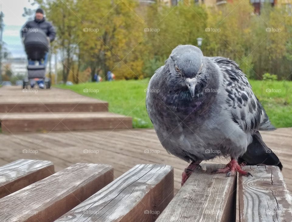 Rock-dove. 