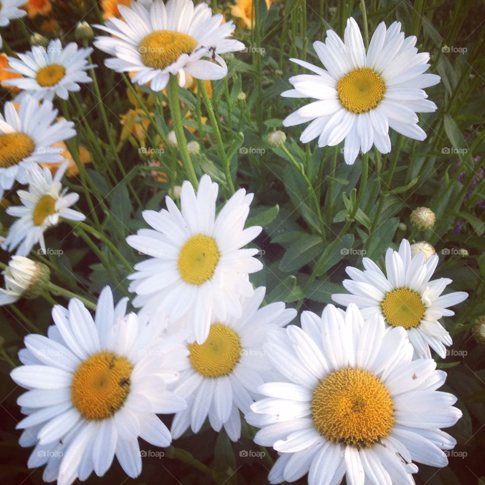 Daisy flowers. I just love daisies in the summer garden