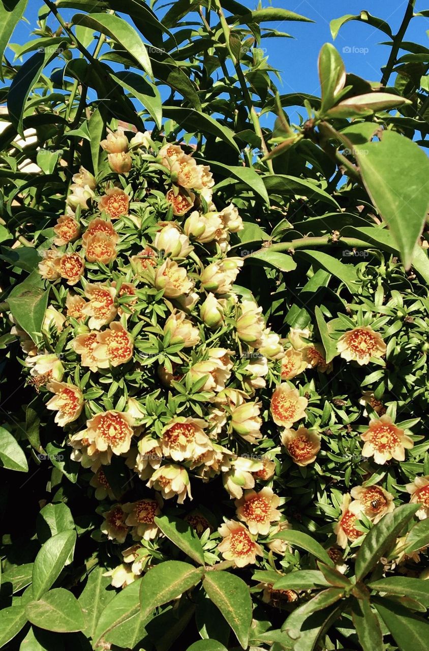 Flor do Ora-pro-nobis